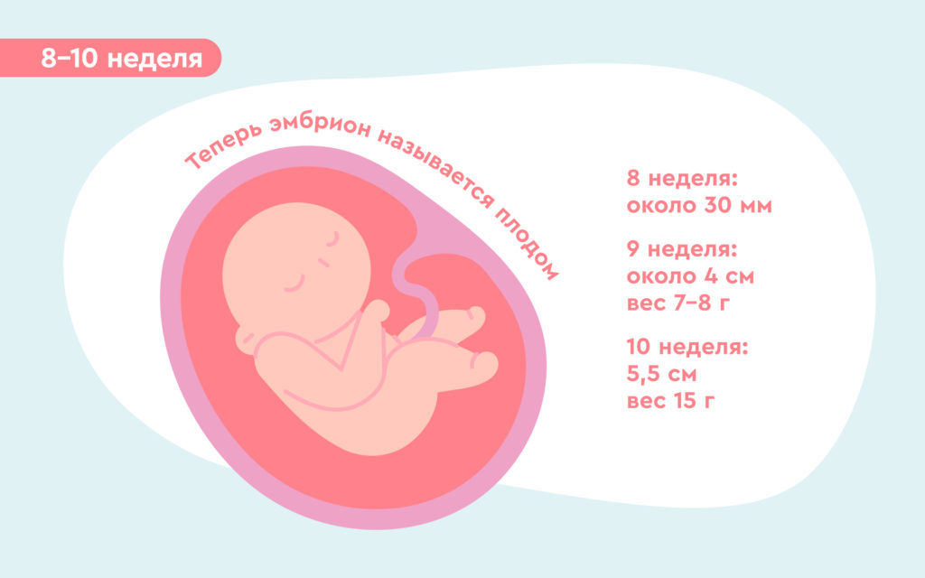 8,9,10 недели беременности. Развитие плода во время беременности. Третий триместр беременности