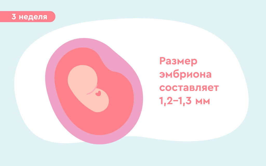3 неделя беременности