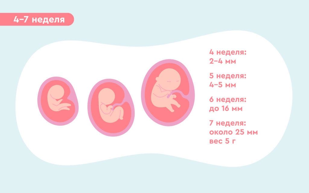 4,5.6,7 недели беременности. Развитие плода во время беременности